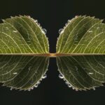 nature inspired blackjack balance